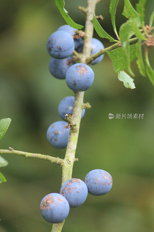 生长在灌木篱笆树上的黑刺李果实/黑刺李果实